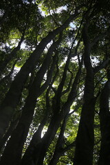 Fototapeta premium eunapolis, bahia, brazil - march 14, 2023: View of trees in an ecological park in the city of Eunapolis