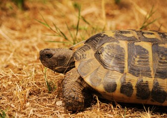 Una tartaruga greca sull'erba secca, Italia