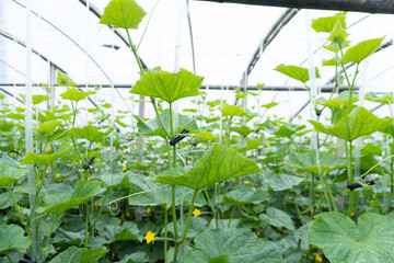 Fresh cucumber plant in greenhouse, flower and fruit.