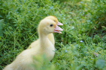 Cute little ducklings walking through the grass.