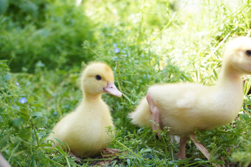 Cute little ducklings walking through the grass.