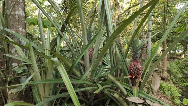 Thick wild pineapple plants with organic and fresh fruit and long green leaves grow on tropical forest soil. Asian or Indian ananas comosus agriculture and harvest concept. Closeup side view.