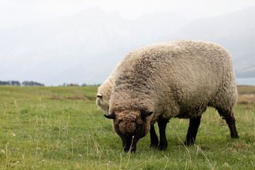 Obraz premium Sheep graze outdoors in New Zealand. Small cattle, animal husbandry.