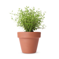Green thyme in clay pot isolated on white