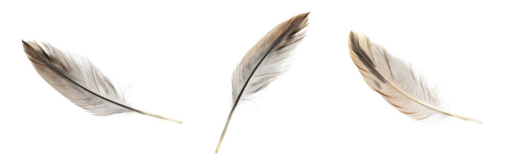 Fototapeta na wymiar Set with beautiful feathers on white background
