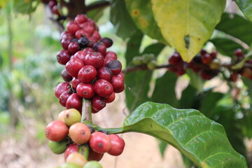 the best coffee from a piece of land in the paradise of Kerinci