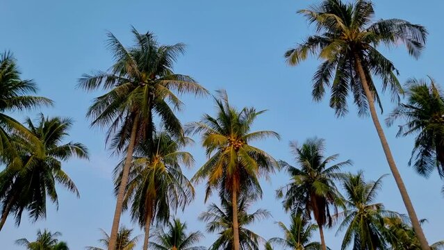 Palm trees with a blue sky and clouds in Koh Lanta Thailand. Green palm trees in the sky at sunset