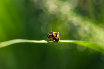 Obraz premium ladybird on a green leaf with bokeh background