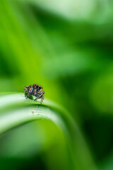 Macro of jumping spider on a leaf