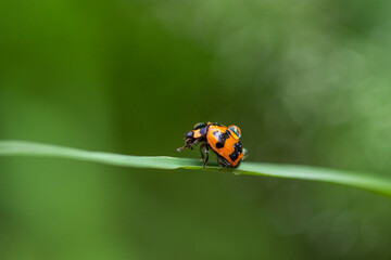 ladybug with droplet on leaf with blurry green background