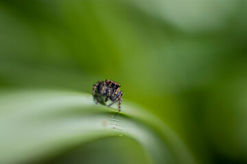 Small jumping spider on a grass with blurry green background