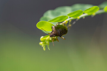 Brown insect on a leaf with blurry green background