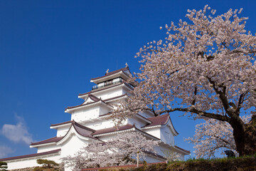 Fototapeta premium 桜と鶴ヶ城