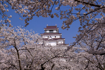 桜と鶴ヶ城
