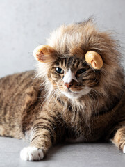 Cat wearing a lion headband