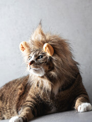 Obraz na płótnie Canvas Cat wearing a lion headband