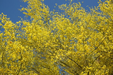 Fototapeta premium Palo verde tree during springtime with yellow crown 