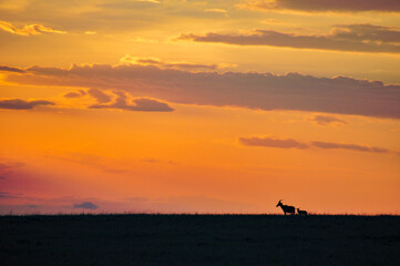 sunset in the safari