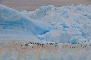 penguin on drift ice © mai