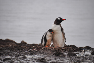 Fototapeta premium penguin