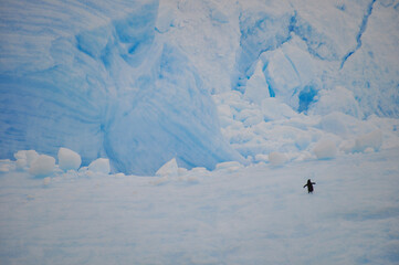 penguin on drift ice © mai