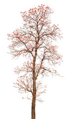 tree isolated on white background for design, advertising and architecture
