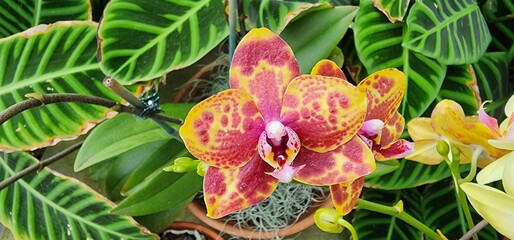 Red Orange Orchid