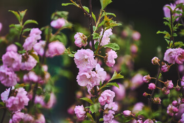 Obraz premium Pink flowering Prunus triloba (Flowering almond) in spring. Close-up of pink flowers cherry blooming on dark background