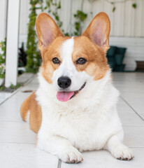 Portrait of Pembroke Welsh Corgi. Portrait of the dog looking at the camera