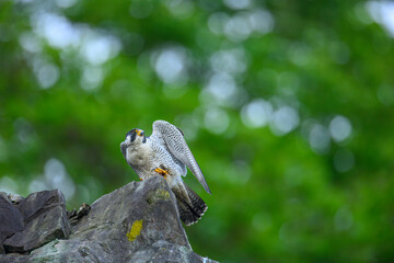 Peregrine Falcon  
