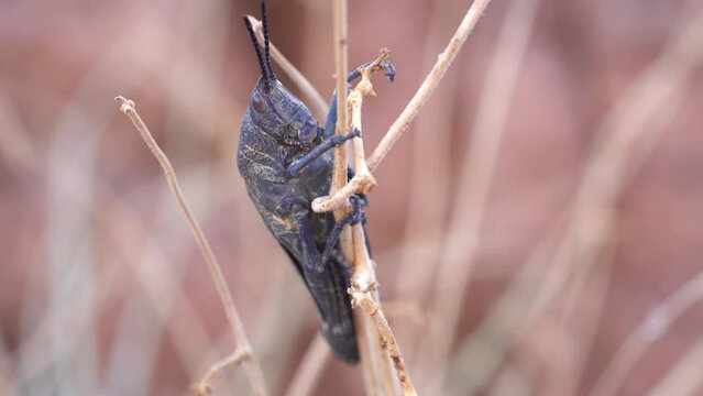 Closeup Of Black Cone-headed Grasshopper Clinging To The Stem Of Plant.