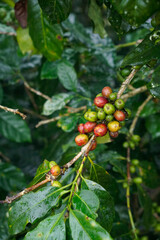 S795 fresh coffee beans on the branch under the rain