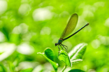 green dragonfly close up. Macro shots nature scene dragonfly. green dragonfly in the nature habitat. Calopteryx splendens male