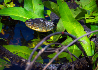 Mississippi Green Watersnake in Cullinan Park in Sugar Land, Texas