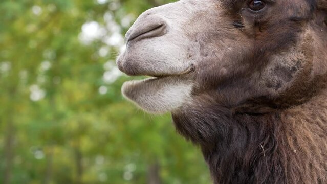 Brown camel chewing in slow motion. Close up