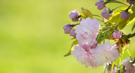 Spring nature scene background with cherry blossoms