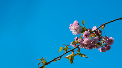 Spring nature scene background with cherry blossoms