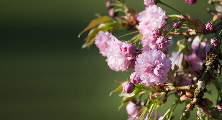 Spring banner with branches of blossoming sakura
