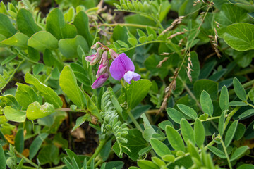 紫の花　ハマエンドウ
