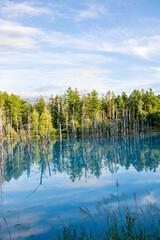 Obraz premium 水面に映る雑木林 青い池 