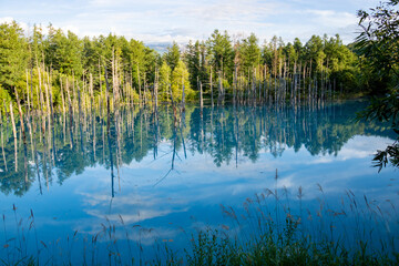 水面に映る雑木林　青い池
