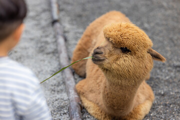 Beautiful brown alpaca with soft fur