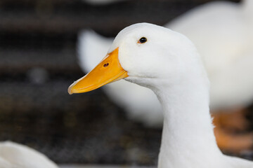 Agriculture of the White duck in the field