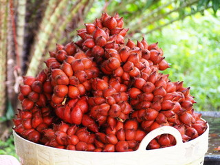 Salacca zalacca is a sweet red fruit in the market. Sala tropical fruit or Zalacca from Thailand, fruit background. salak fruits or salacca zalacca in organic farm.