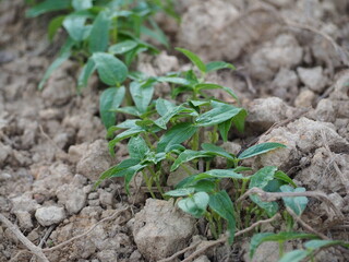 mung bean sprout. mung bean plot. planting green beans. Vigna radiata.