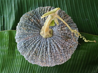 Pumpkin It is a large rounded orange-yellow fruit with a thick rind, edible flesh, and many seeds. Many pumpkins on a local organic food market at Thailand are ready for cooking and with good healty.
