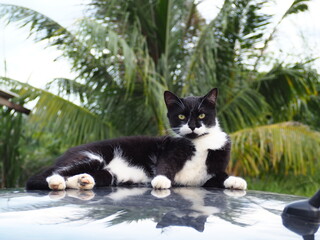Black and white cute cat lying on the roof of the car