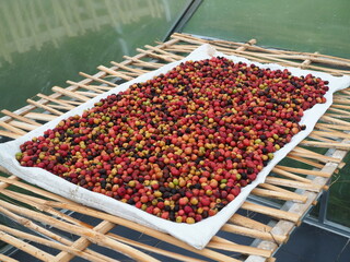 Drying Robusta coffee beans in Thailand