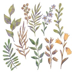watercolor drawing floral set of flowers, leaves, plants and branches isolated at white background, natural elements, hand drawn botanical illustration