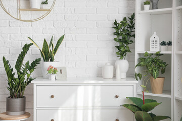 Houseplants with clock on chest of drawers in living room